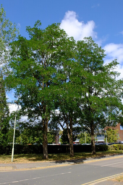 July tree photo