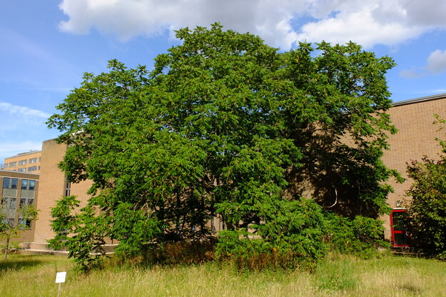 July tree photo