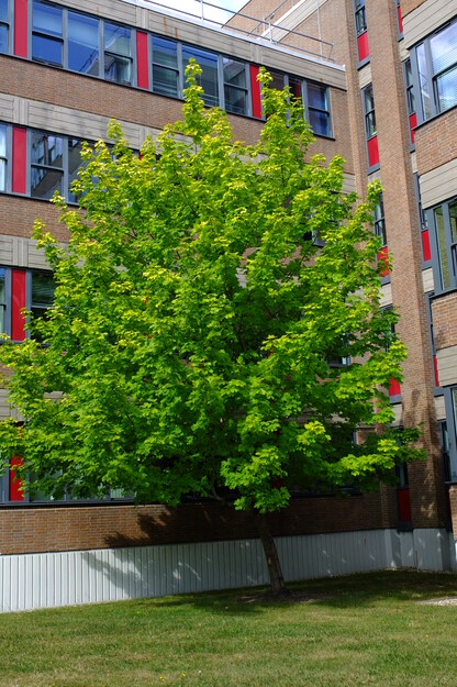 July tree photo
