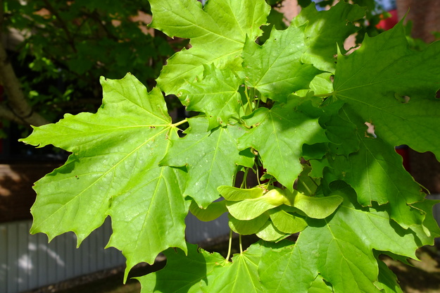 July close-up photo