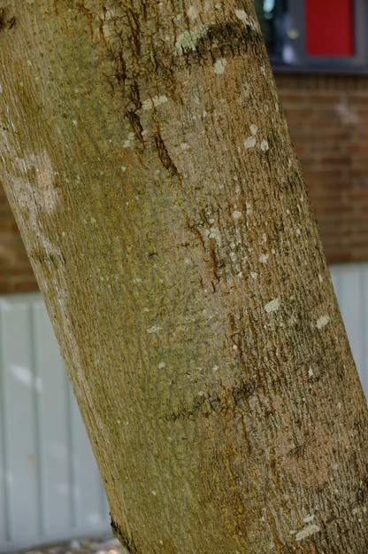 July close-up photo