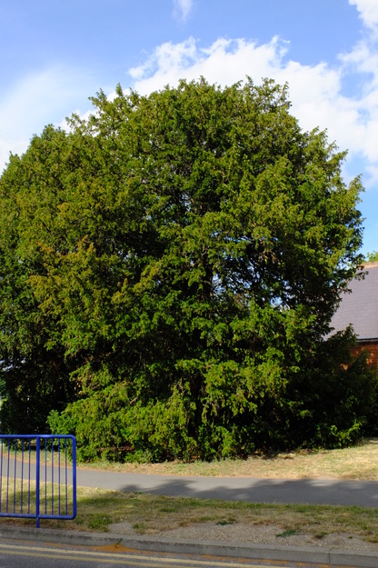 Old Whiteknights House North tree photo