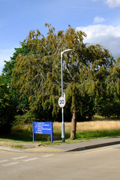 July tree photo