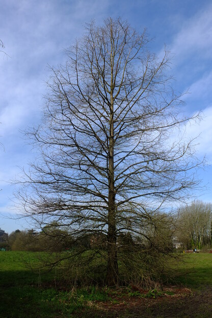 March tree photo