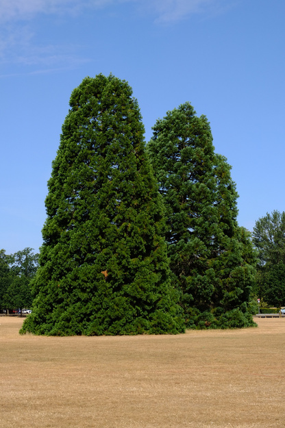 July tree photo