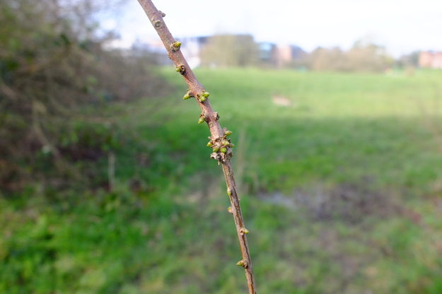 March close-up photo