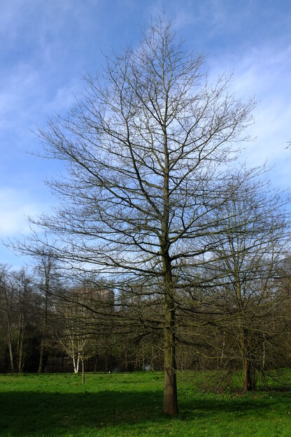 March tree photo