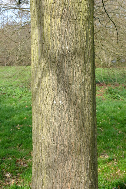 March close-up photo
