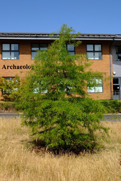 July tree photo