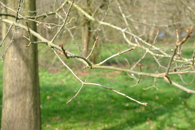 March close-up photo