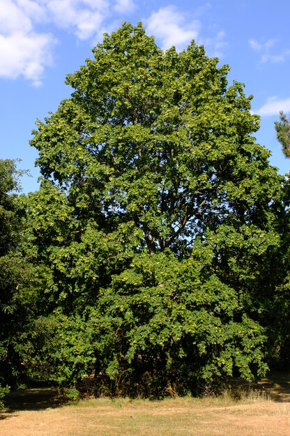 July tree photo