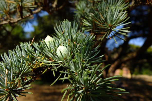 July close-up photo