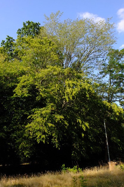 July tree photo