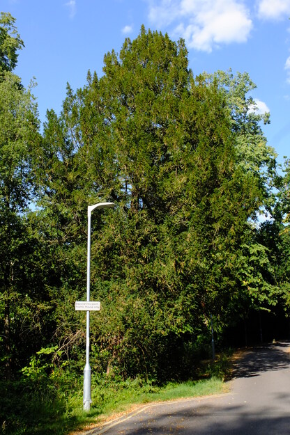 Foxhill tree photo