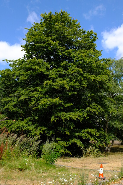 July tree photo