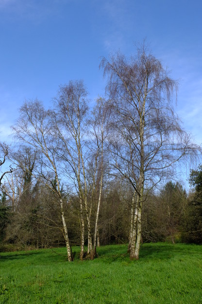 March tree photo