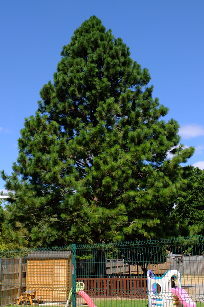 July tree photo