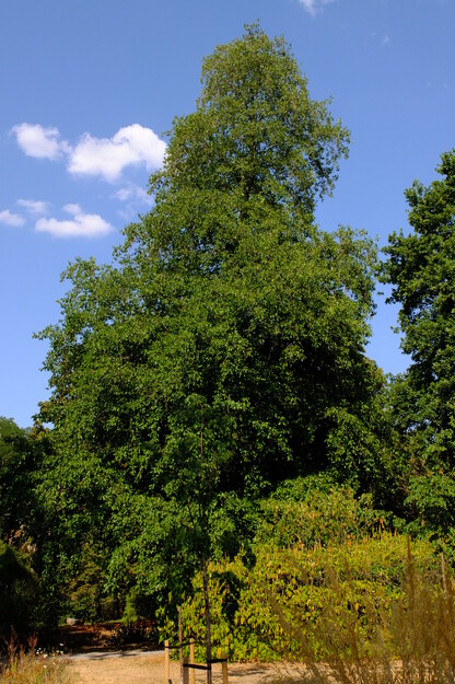 July tree photo