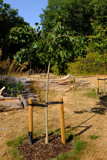 Harris Garden tree photo