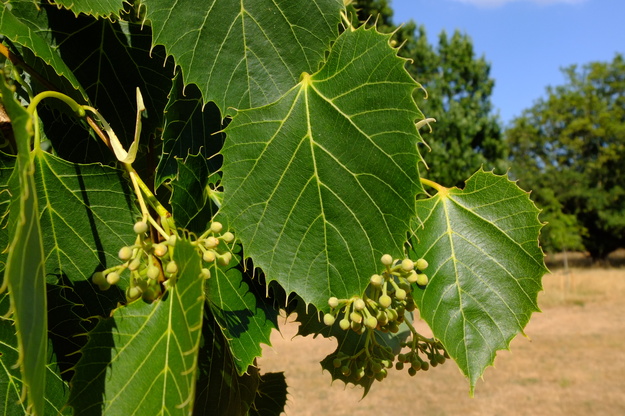 July close-up photo