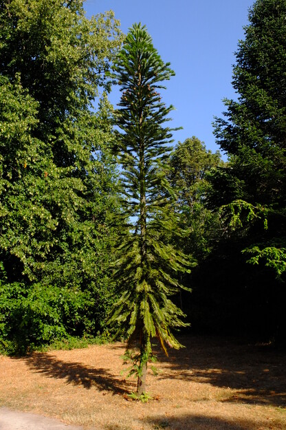 July tree photo
