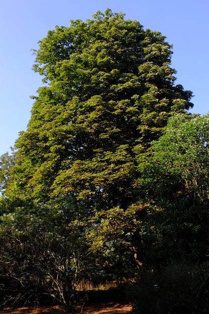 July tree photo
