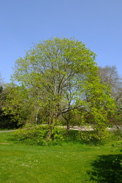 April tree photo