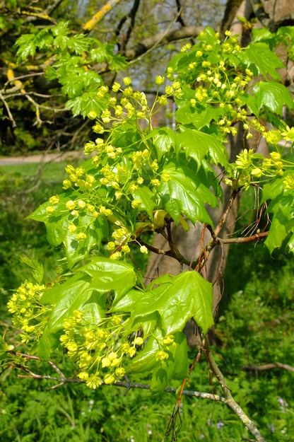 April close-up photo