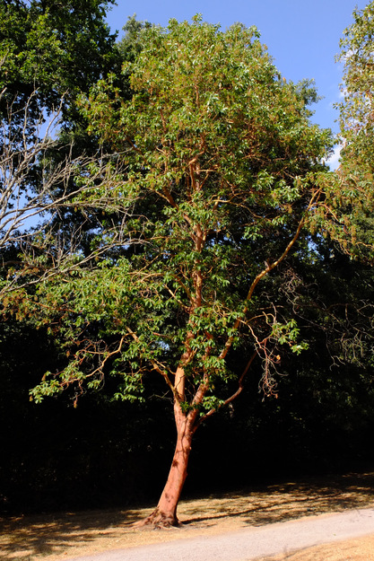 July tree photo