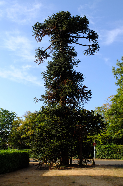 August tree photo