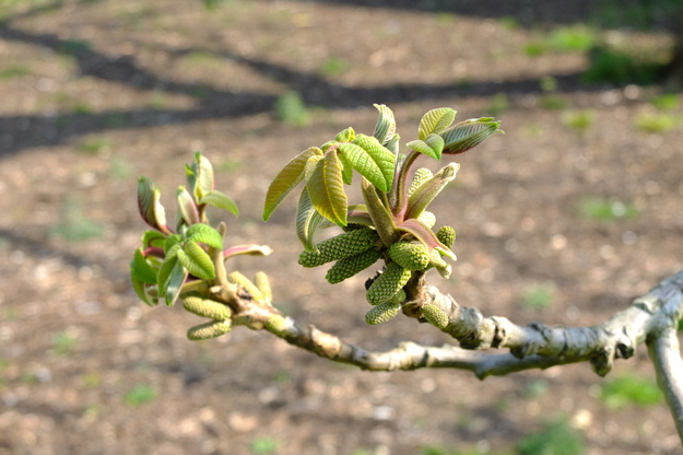 April close-up photo