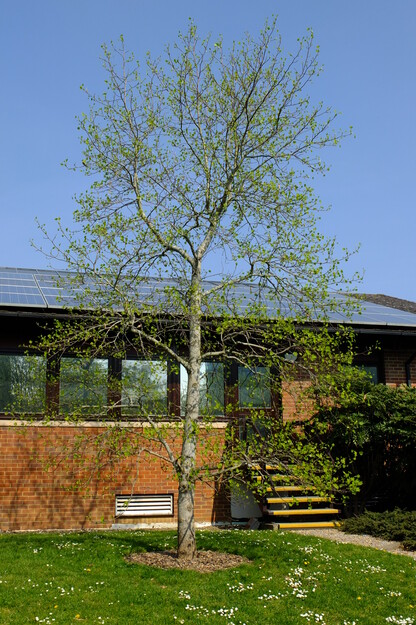 April tree photo