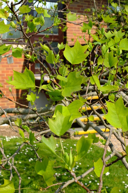 April close-up photo