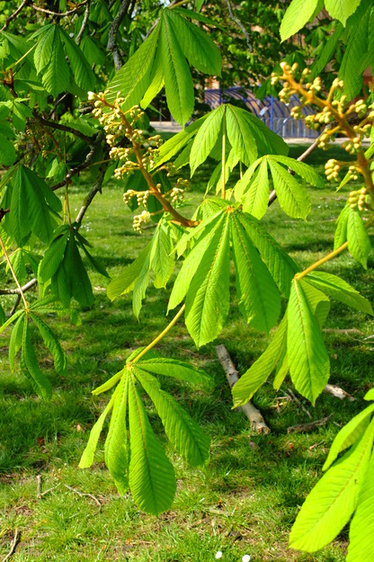 April close-up photo