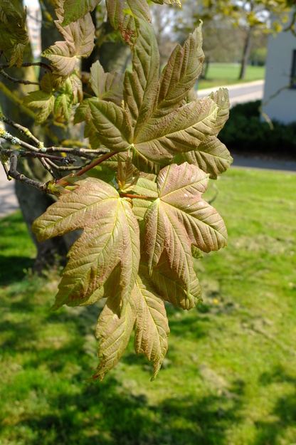 April close-up photo