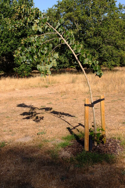 August tree photo