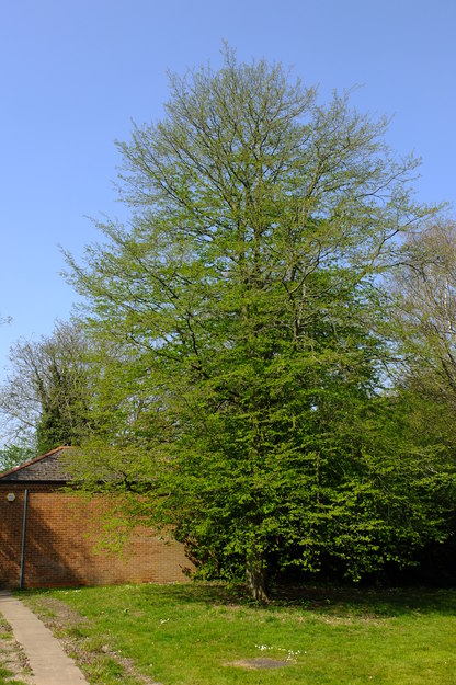 April tree photo
