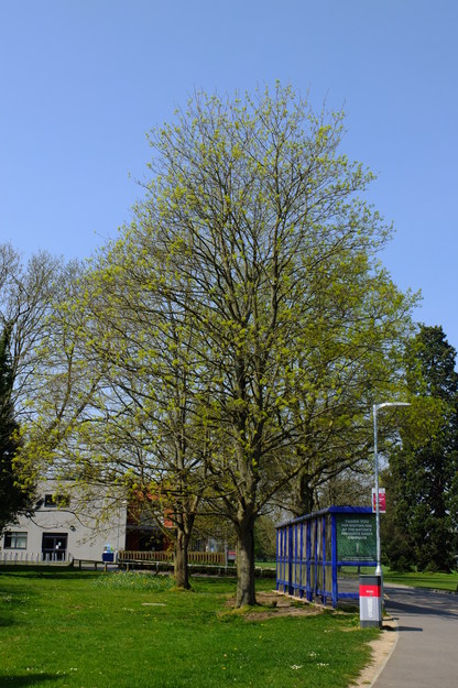 April tree photo