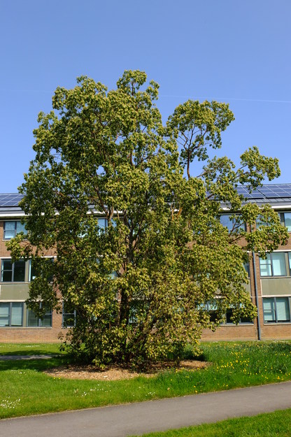 Photo of Arbutus andrachne