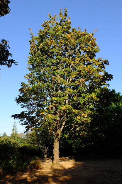 August tree photo