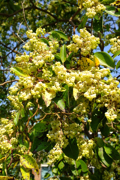 April close-up photo