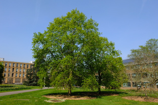 April tree photo