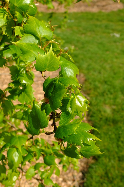 April close-up photo