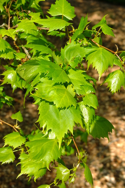 April close-up photo