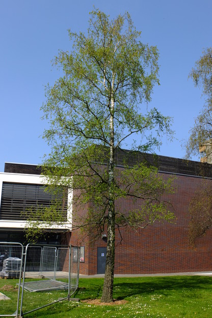 April tree photo