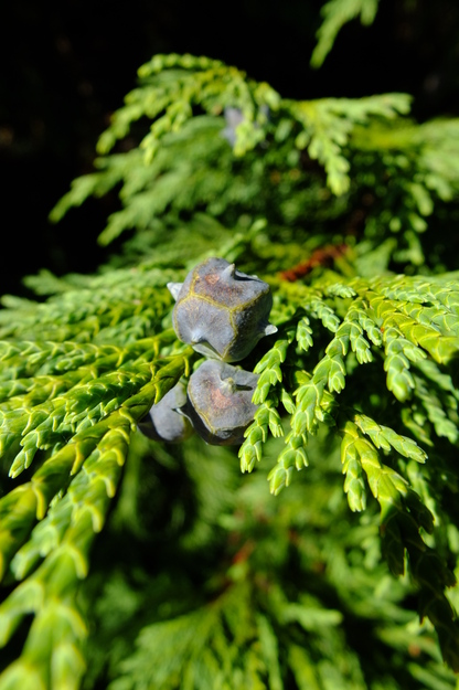 August close-up photo