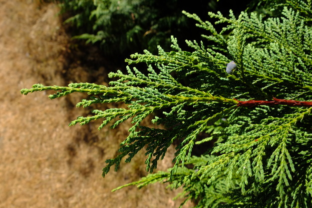 August close-up photo