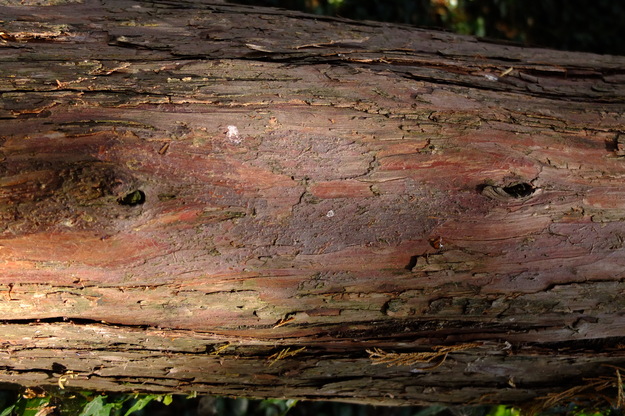 August close-up photo