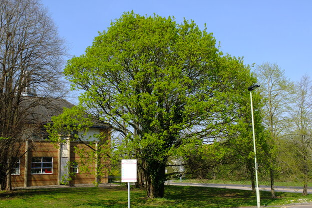 April tree photo