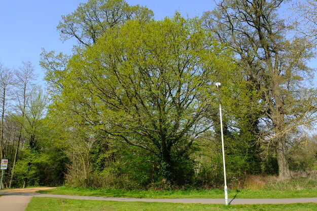 April tree photo